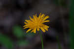 Twoflower dwarfdandelion